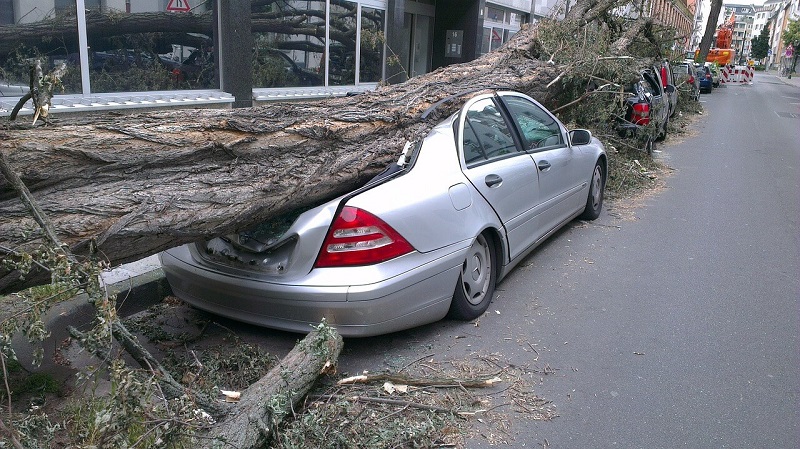 עץ שקרס על מכונית – תביעת נזקי סערה